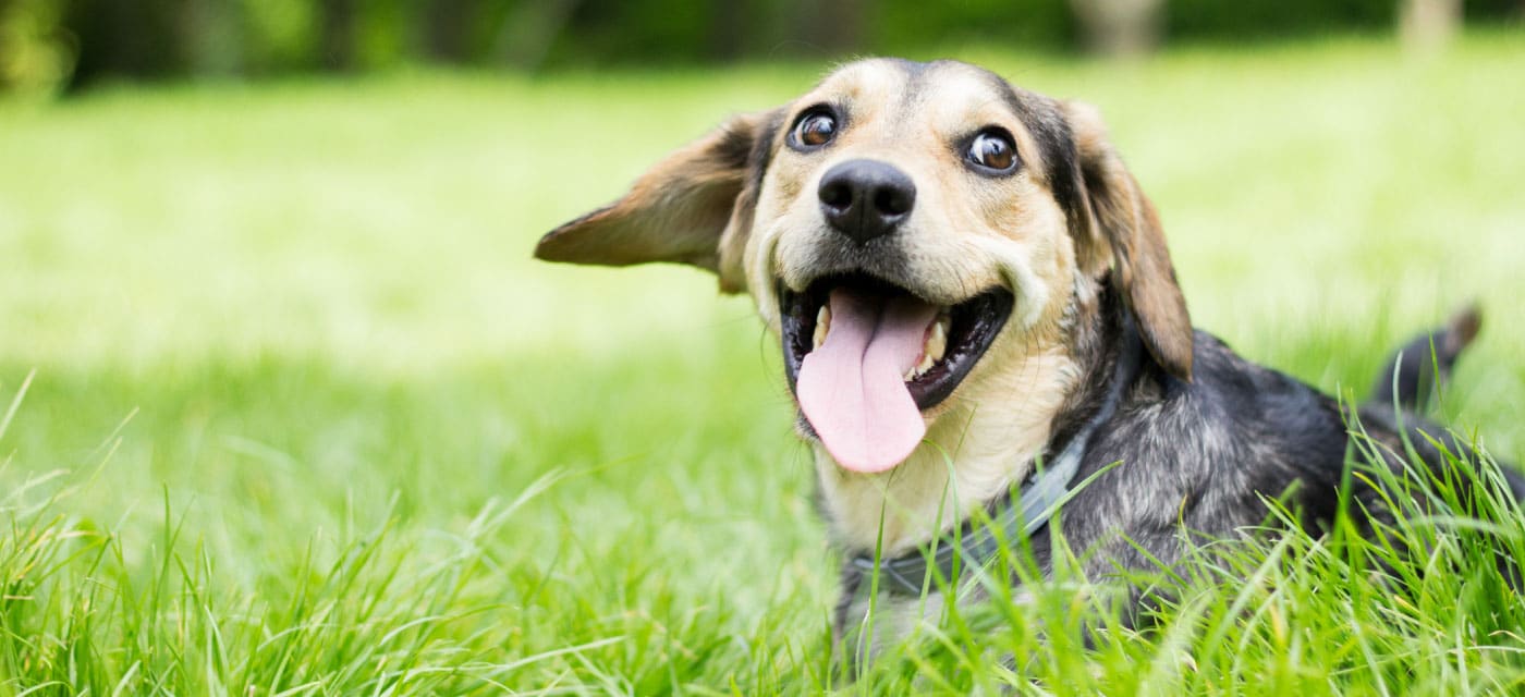A dog sitting in the grass with his tongue wagging.