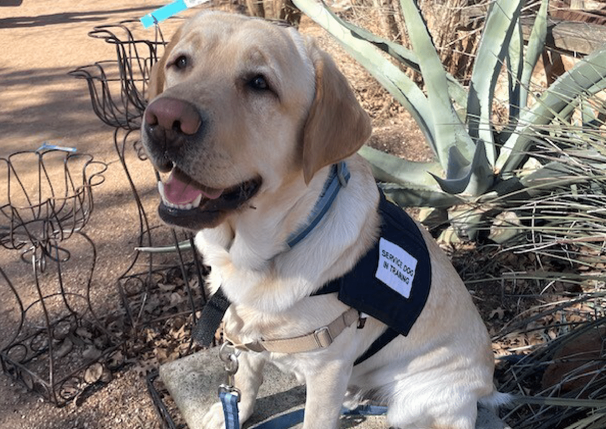 Service dog donated by A+ through the Service Dog Alliance.