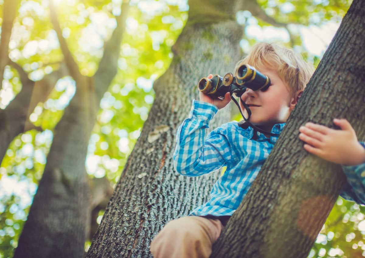 A child sits in a tree and uses binoculars.